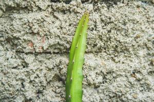 draak fruit planten dat zijn netelig Leuk vinden cactus wijnstokken en stok naar rots muren foto