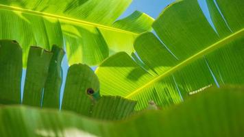 getextureerde banaan boom bladeren achtergrond, selectief focus foto