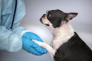 Boston terriër huisdier hond Aan ontvangst Bij veterinair dokter in dierenarts kliniek. dier zorg concept. veterinair Diensten. huisdier Gezondheid zorg foto