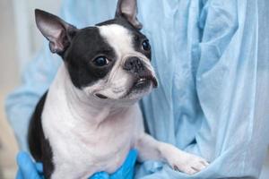 Boston terriër huisdier hond Aan ontvangst Bij veterinair dokter in dierenarts kliniek. dier zorg concept. veterinair Diensten. huisdier Gezondheid zorg foto