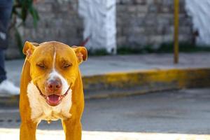 bruin verdwaald hond Bij de veerboot in chiquila Mexico. foto