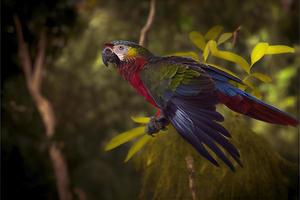 vogel van zuiden Amerika in de natuur leefgebied foto