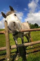 paard op zoek Bij de camera foto