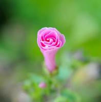 roze bloem in de tuin foto