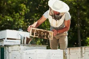 groen bomen achter. imker werken met honingraat vol van bijen buitenshuis Bij zonnig dag foto