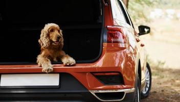 hond is Aan de achterbank van modern auto dat geparkeerd in de Woud foto