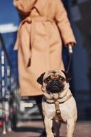 vrouw in warm kleren hebben een wandelen met haar weinig mopshond hond in de buurt bedrijf gebouw dat Aan achtergrond foto