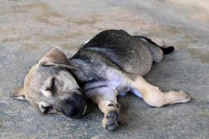 schattig slaperig puppy is aan het liegen Aan een bestrating Aan een straat. foto