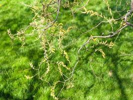 salix boom twijgen met bloeiend geel katjes foto