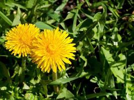 gele paardenbloem bloemen foto