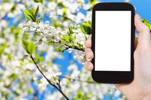 smartphone wit bloemen Aan appel boom in voorjaar foto