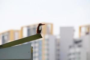 wit keel ijsvogel Bij schemer foto