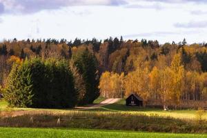 herfst landschap met geel bladeren Aan een zonnig dag foto