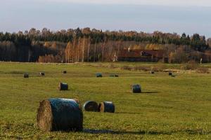 herfst landschap met geel bladeren Aan een zonnig dag foto