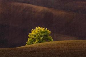 herfst landschap in een Moravisch velden foto