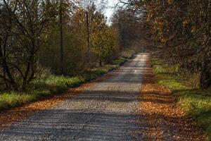 herfst landschap met geel bladeren Aan een zonnig dag foto