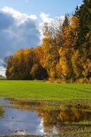 herfst landschap met geel bladeren Aan een zonnig dag foto