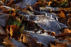 herfst landschap met geel bladeren Aan een zonnig dag foto