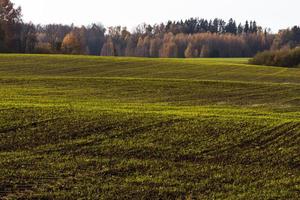 herfst landschap met geel bladeren Aan een zonnig dag foto