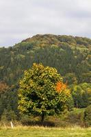 herfst landschap met geel bladeren Aan een zonnig dag foto