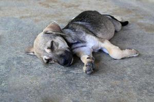 schattig puppy is slapen Aan een bestrating Aan een straat. foto