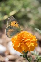 mooi vlinder neerstrijken Aan bloem foto