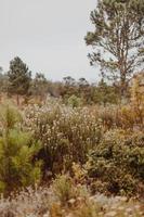 Zuid-Afrikaans fynbos foto