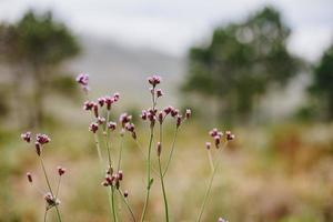 Zuid-Afrikaans fynbos foto