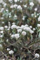 Zuid-Afrikaans fynbos foto