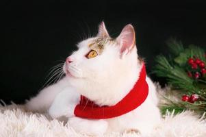 schattig wit kat vervelend rood sjaal zittend in de buurt Kerstmis decoraties. groet winter vakantie kaart foto