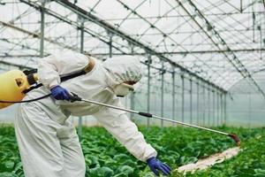 jong kas vrouw arbeider in vol wit beschermend uniform gieter planten binnen van broeikas foto