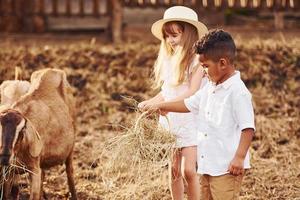 schattig weinig Afrikaanse Amerikaans jongen met Europese meisje is Aan de boerderij met geiten foto