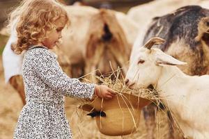 voeden geiten. weinig meisje in blauw kleren is Aan de boerderij Bij zomertijd buitenshuis foto