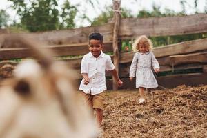 mooi zo zonnig het weer. schattig weinig Afrikaanse Amerikaans jongen met Europese meisje is Aan de boerderij met geiten foto