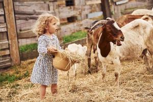 weinig meisje in blauw kleren is Aan de boerderij Bij zomertijd buitenshuis met geiten foto