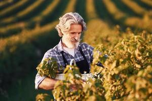 portret van senior elegant Mens met grijs haar- en baard Aan de agrarisch veld- met oogst foto