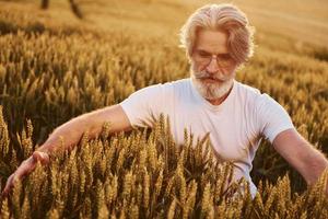 looks Bij vers oogst. senior elegant Mens met grijs haar- en baard Aan de agrarisch veld- foto