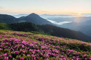 paars bloemen bloeiend. majestueus Karpaten bergen. mooi landschap van onaangeroerd natuur foto