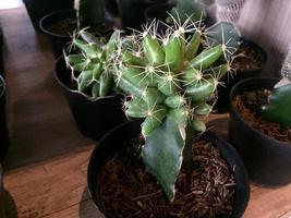 decoratief cactus planten met schattig vormen en kleuren foto