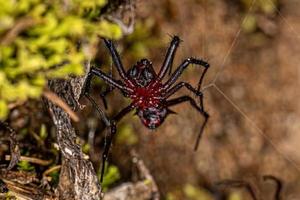 volwassen mannetje orbweaver foto