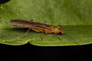 volwassen steenvlieg insect foto