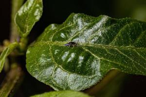 kleine langwerpige geleedpotige springstaart foto