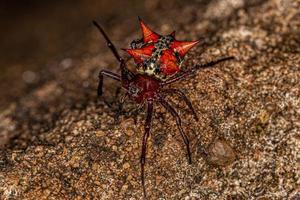 volwassen vrouw orbweaver foto