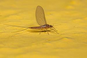 volwassen vrouw eendagsvlieg insect foto