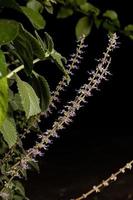 Indisch borage bloem foto