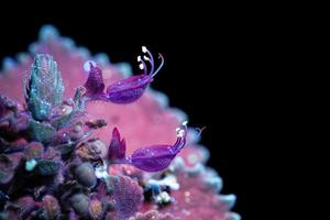 Indisch borage bloem onder ultraviolet licht van zaklamp foto