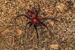 volwassen mannetje orbweaver foto