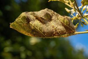 jurubeba boom met blad schade foto