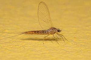 volwassen vrouw eendagsvlieg insect foto