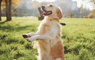 mooi gouden retriever hond hebben een wandelen buitenshuis in de park foto